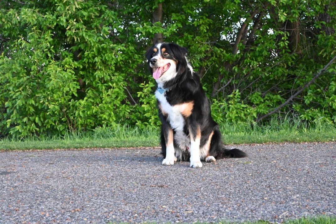 Freshly brushed Australian Shepherd sitting on a path after a grooming session