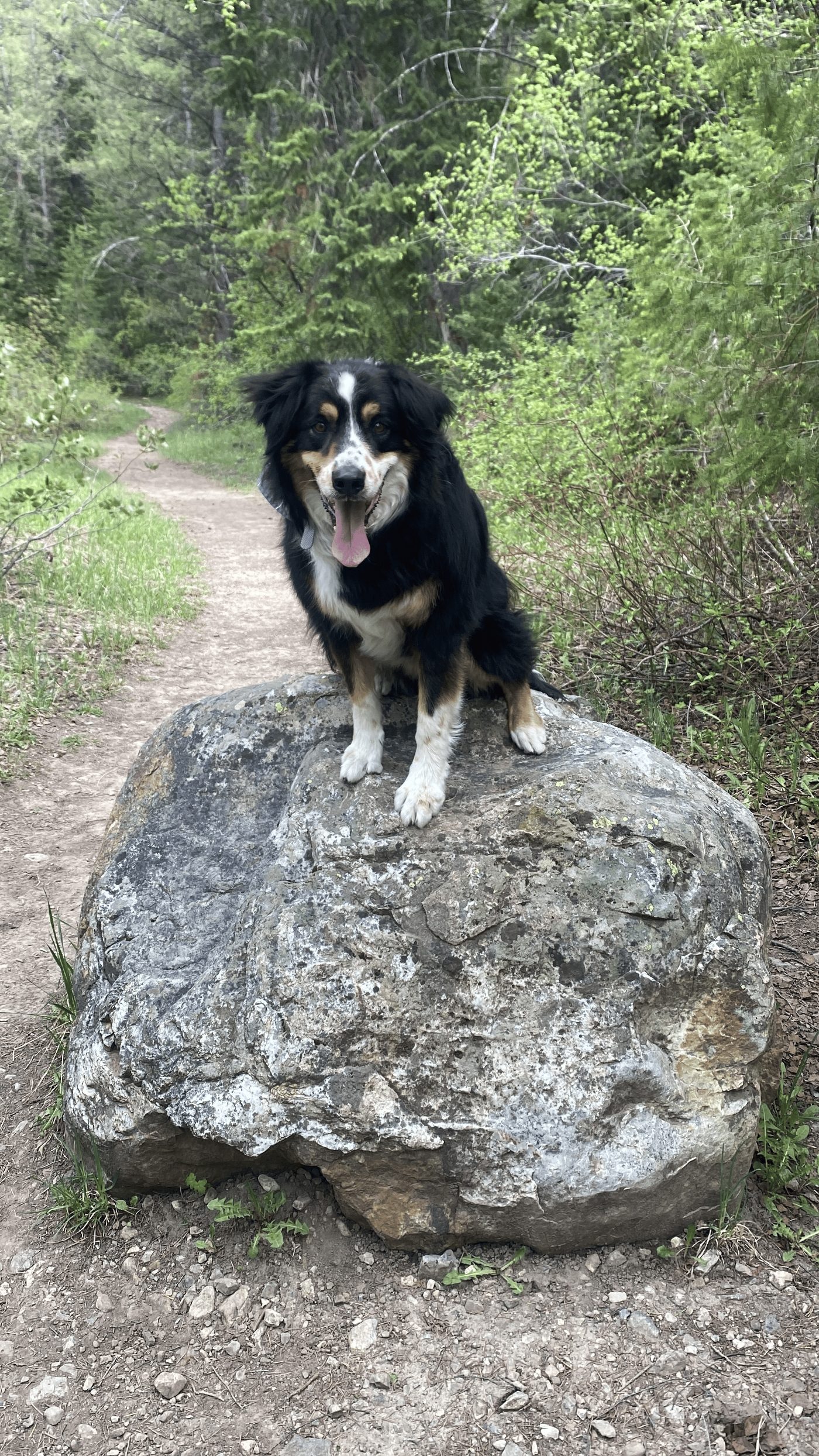 A happy tri-colour Australian Shepherd sitting on a boulder on a Cache Valley trail
