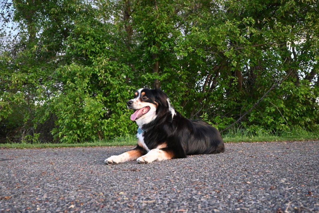 Dog relaxing in the shade after a long walk