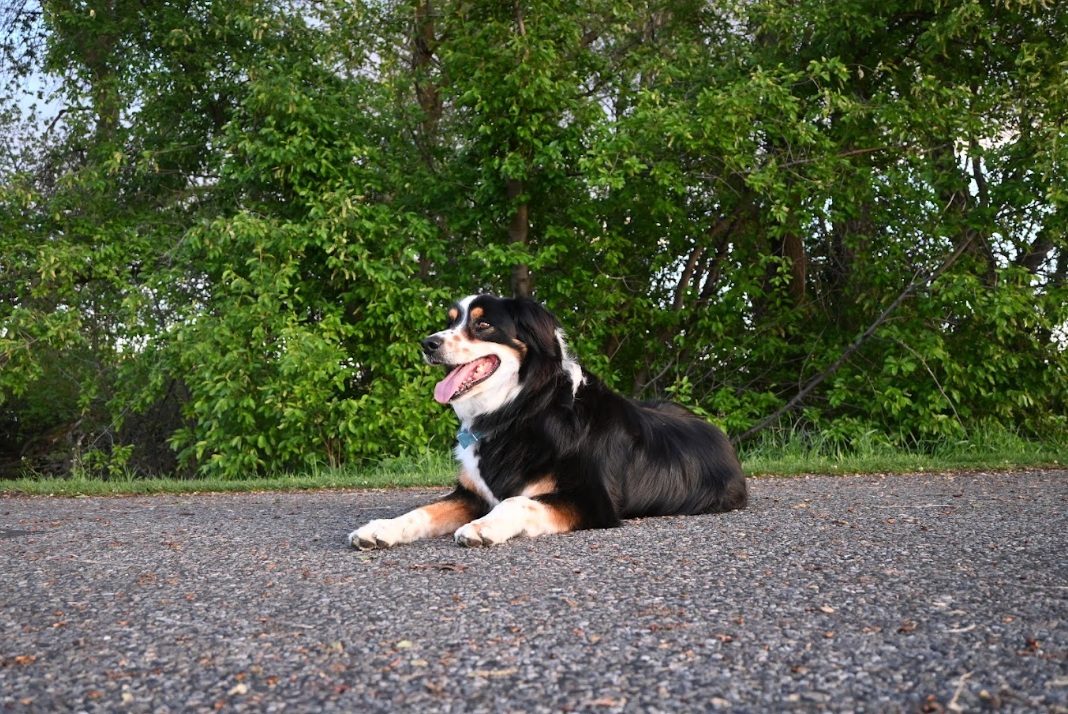 Dog taking a stretch and a water break during a quick check-in