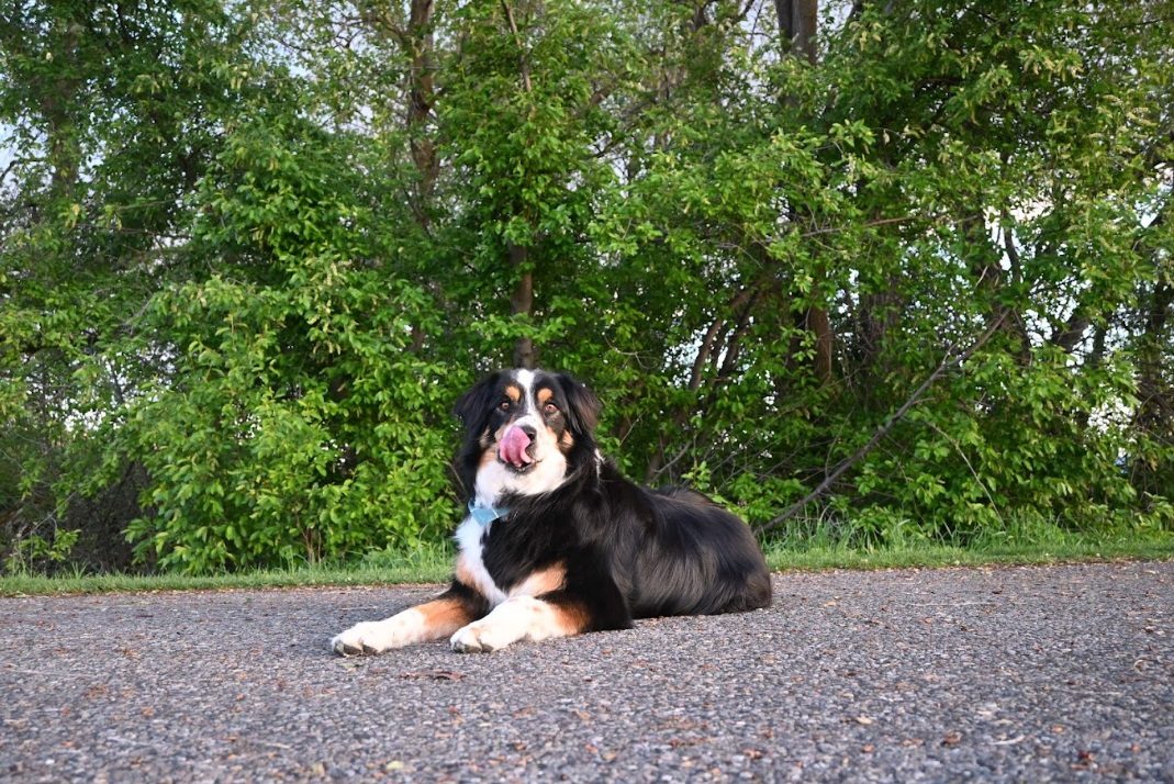 Content dog settled and relaxed during overnight in-home dog sitting